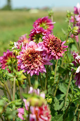 Pink Dahlia flowers on a summer day under the sun in the garden. Garden flowers.