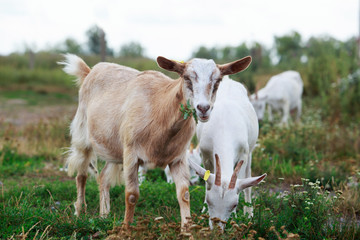 Fototapeta premium Goats eat green plants