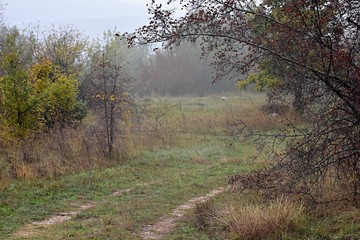 Misty morning forest 
