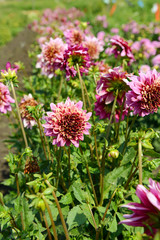 Obraz premium Pink Dahlia flowers on a summer day under the sun in the garden. Garden flowers.