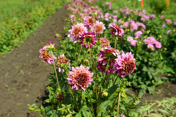 Obraz premium Pink Dahlia flowers on a summer day under the sun in the garden. Garden flowers.