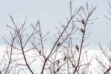 A flock of sparrows sat on a branch of an apricot tree.