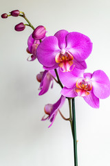 a single pink orchid plant in bloom with a collection of flowers and buds  