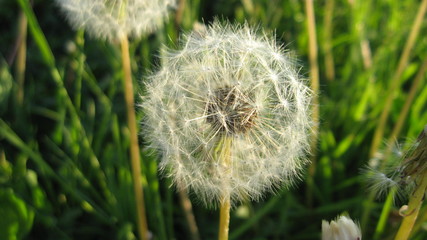 Dandelion as a white ball in a summer meadow, macro photography