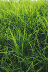 CLOSE UP PICTURE OF GREENISH FRESH GRASS