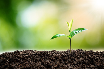 A small tree growing in the sunlight with a green nature background