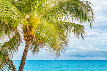 Coconut palm tree, Fort Lauderdale, Florida.