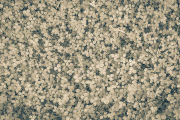 Fonze with cloves of clover leaves. Stylized toning. Spring card or banner.