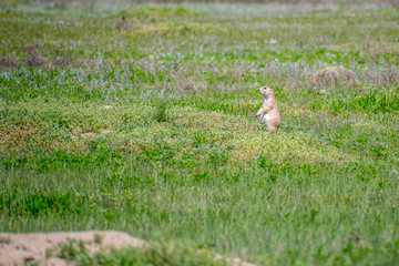 Prairie Dogs in Devils Tower National Monument, Wyoming