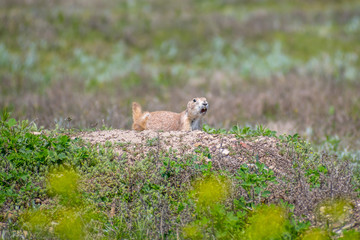Prairie Dogs in Devils Tower National Monument, Wyoming