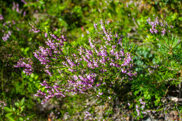 Purple flowers in a green field of a Norwegian forest