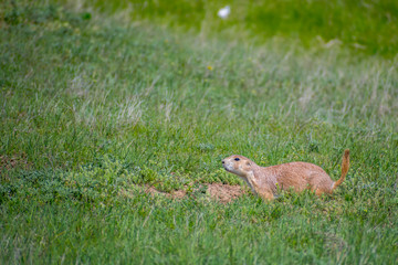 Prairie Dogs in Devils Tower National Monument, Wyoming