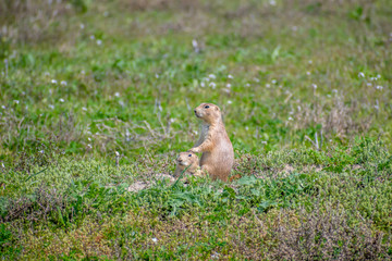 Prairie Dogs in Devils Tower National Monument, Wyoming