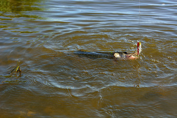 Summer fishing, pike fishing, spinning on the lake