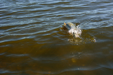 Summer fishing, pike fishing, spinning on the lake