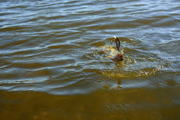 Summer fishing, pike fishing, spinning on the lake