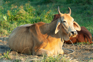 cow livestock agricultural animal laying on grass meadow nature