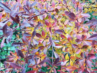 Bright leaves on an autumn tree