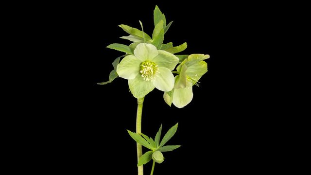 Green hellebore bloom buds ALPHA matte, FULL HD (Helleborus caucasicus)