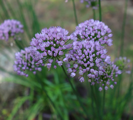 Fototapeta premium Allium angulosum, the mouse garlic in organic garden.It is a species of garlic. Allium angulosum is cultivated as an ornamental and also as an herb for kitchen gardens. Bulbs and leaves are edible.