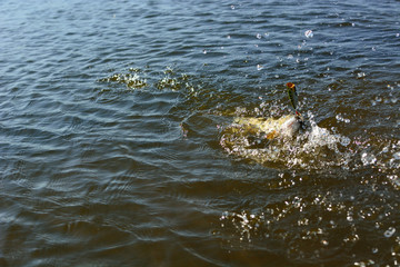 Summer fishing, pike fishing, spinning on the lake