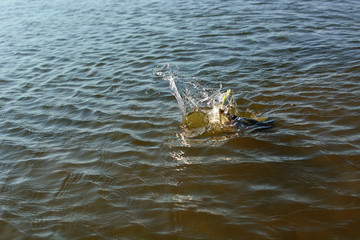 Summer fishing, pike fishing, spinning on the lake