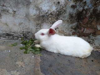 rabbit in the garden