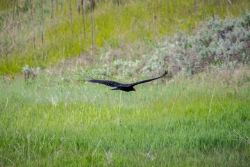 A large Turkey Vulture in Devils Tower National Monument, Wyoming