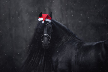 portrait of christmas friesian stallion horse with long mane in red cap with bridle in forest during snowfall in winter