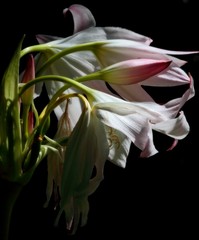 White lilies nod in the shadows on a sunny day. Black background