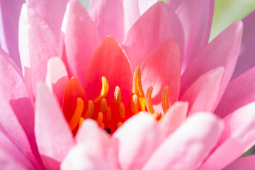 the pink lotus flower in macro view, macro of flower