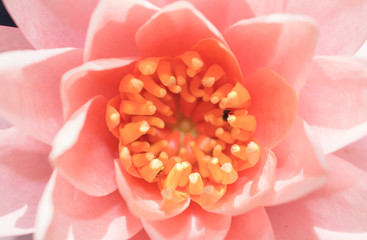 the pink lotus flower in macro view, macro of flower