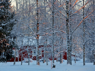 Morning sun tinting birch trees branches with orange and red in the winter