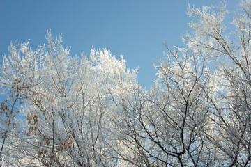 Winter sunny landscape with blue sky and branches in hoarfrost