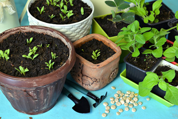 Green sprouts in pots with seeds and warking tools on table.