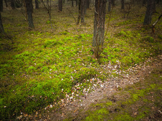 Pine forest, northern Poland.