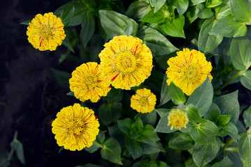 Yellow zinnia garden flowers in a summer garden top view.