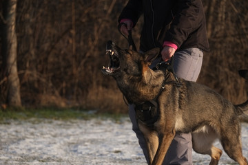 K9 Guard protecting dog german shepherd working