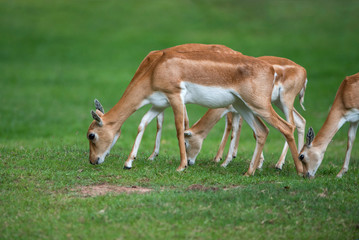 Flock of female blackbuck (Antilope cervicapra)