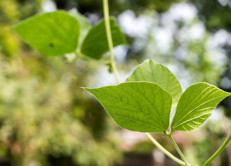 Legume leaves in the community vegetable garden
