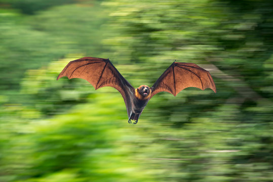 Bat flying isolated on green  background