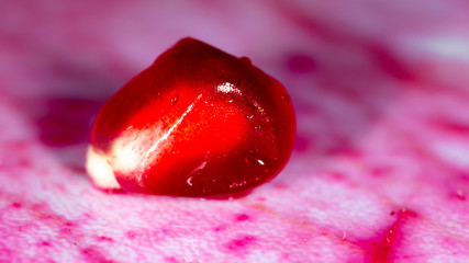 Red berries of ripe pomegranate