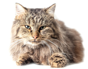 Portrait of a cat isolated on a white background