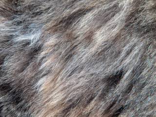 Cat hair as an abstract background