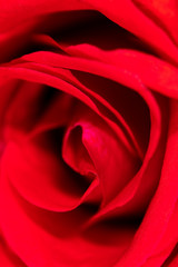 Red rose petals as a background
