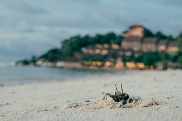 Crab on the beach in the sand. Beach landscape at sunset.