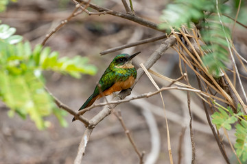 Ein Rotschwanz-Glanzvogel Männchen in der Seitenansicht auf einem Ast sitzend