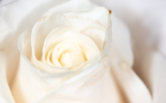 White rose petals as background