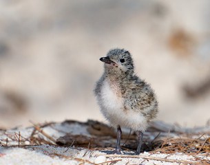 Roseate Tern chick in breading season on Lady Elliot.