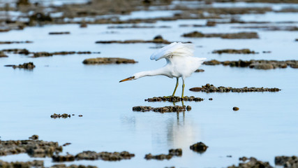 Large white eastern reef egret.